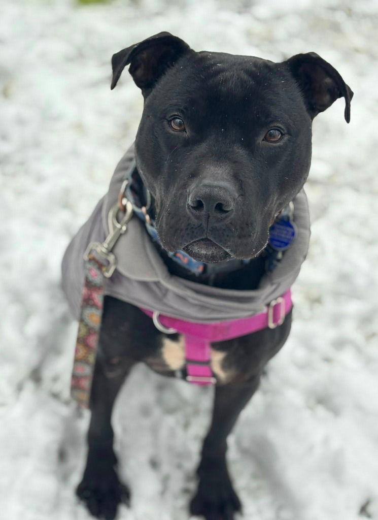 Enlarge Bishop, a Adoptable American Staffordshire Terrier in Sayreville, NJ image 1/3