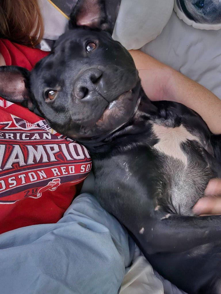 Enlarge Bishop, a Adoptable American Staffordshire Terrier in Sayreville, NJ image 3/3