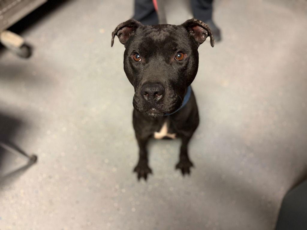 Bishop, Adoptable, Adult Male American Staffordshire Terrier.