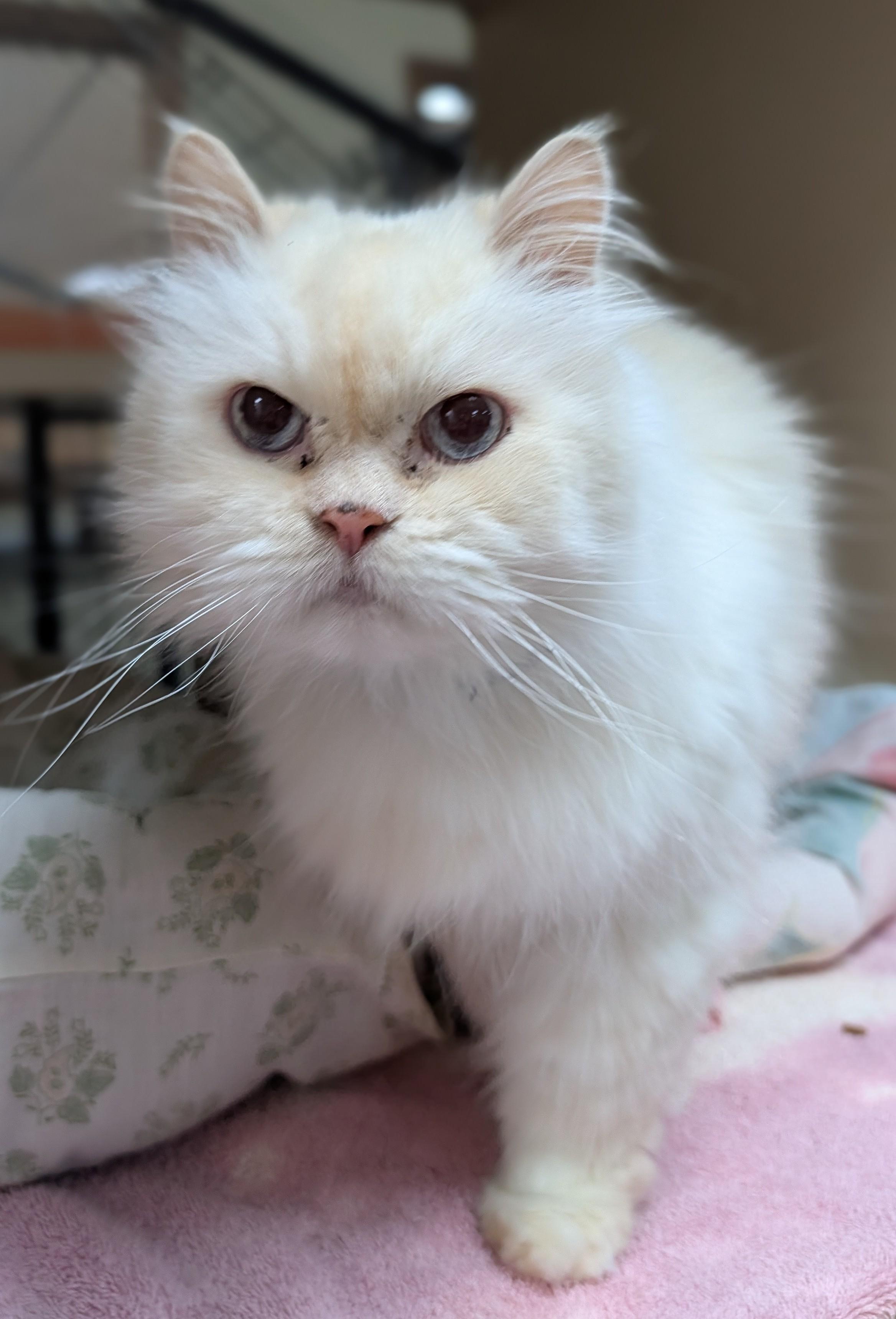Jerry, Adopted, Senior Male Persian.