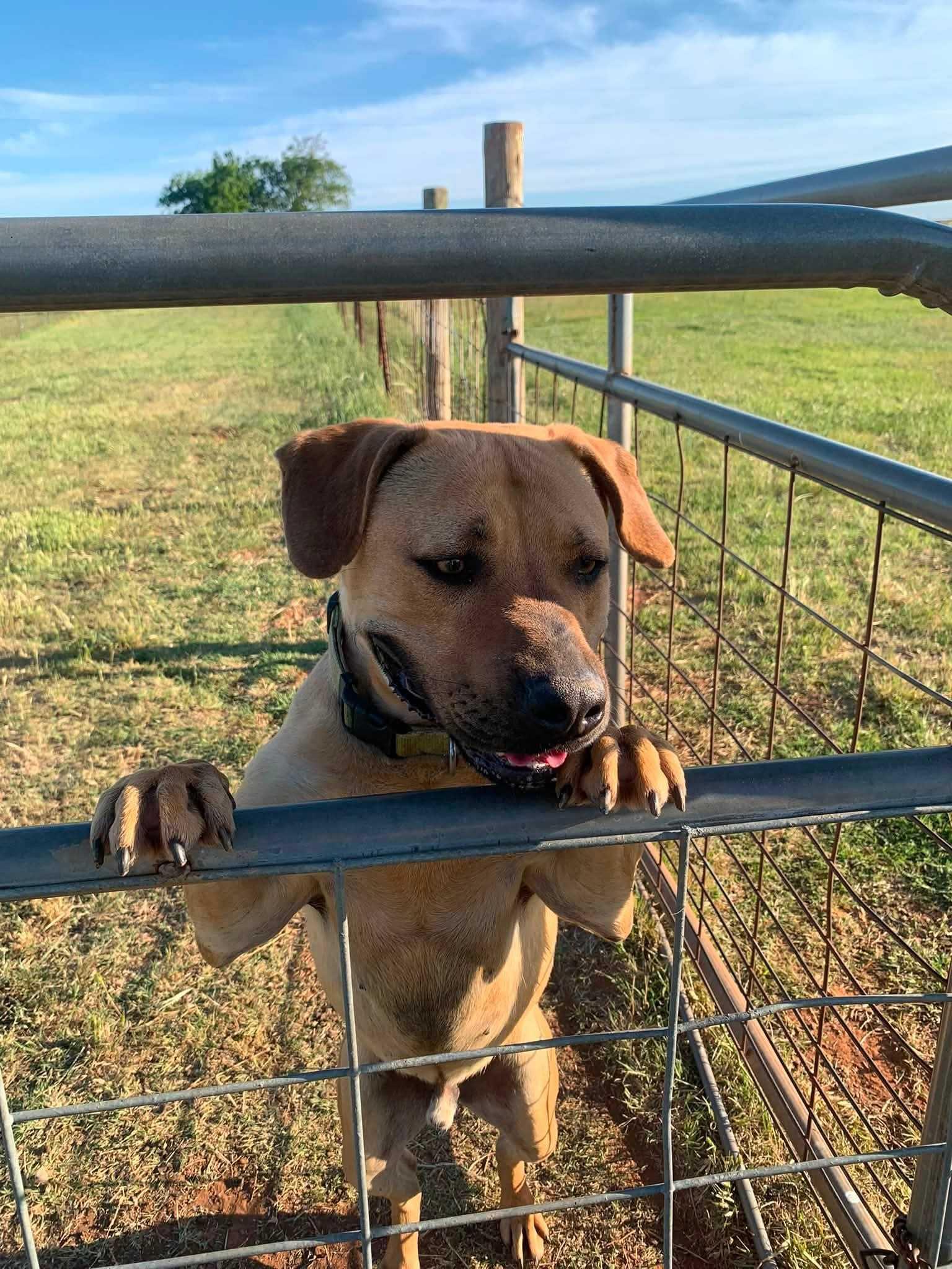 Enlarge Kody, a Adoptable Black Mouth Cur in OKLAHOMA CITY, OK image 3/5