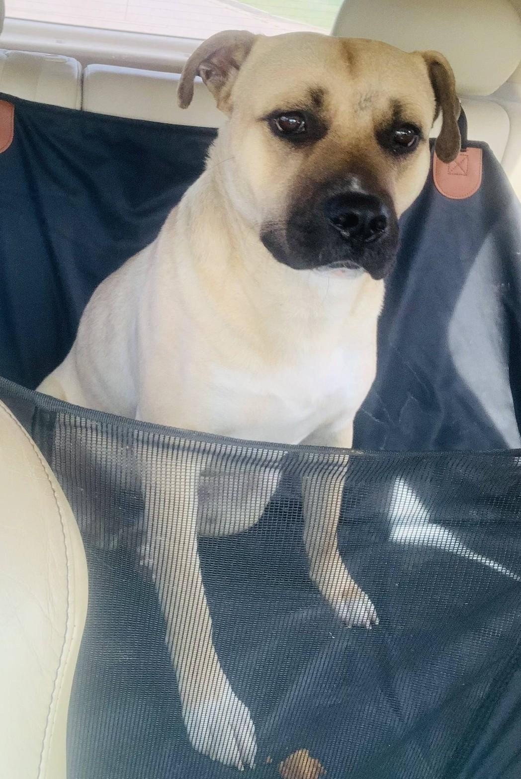 Enlarge Kody, a Adoptable Black Mouth Cur in OKLAHOMA CITY, OK image 4/5