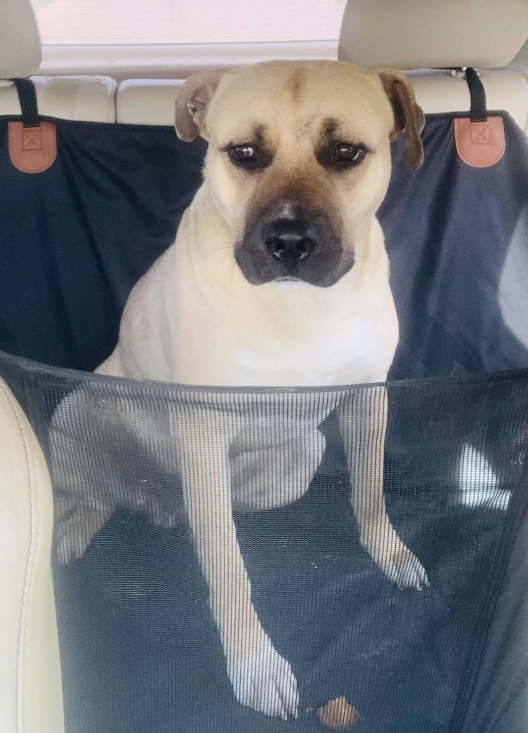 Enlarge Kody, a Adoptable Black Mouth Cur in OKLAHOMA CITY, OK image 5/5