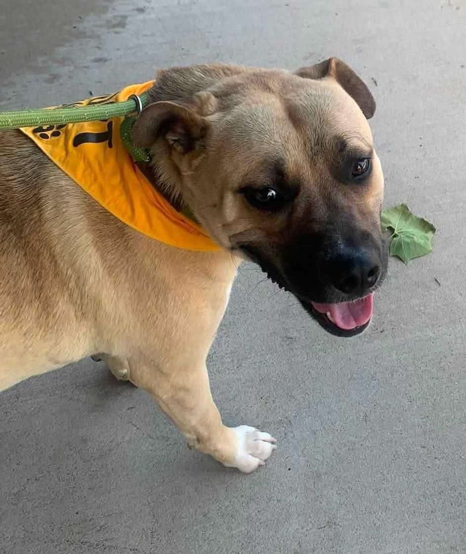 Kody, Adoptable, Young Male Black Mouth Cur.