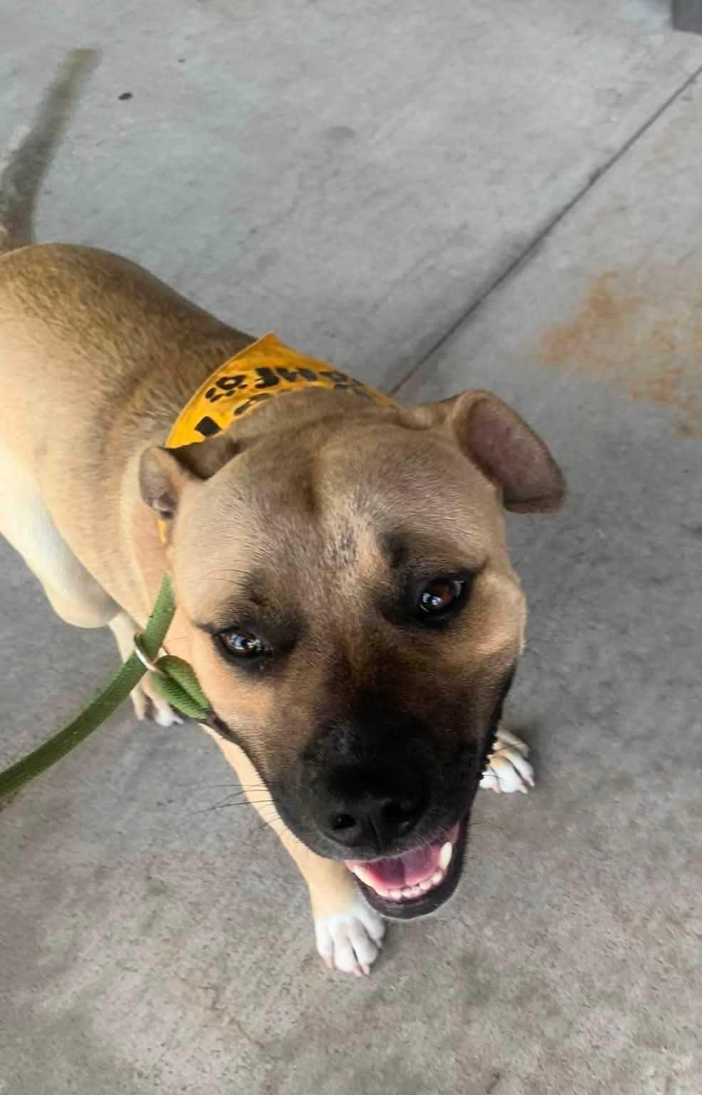 Enlarge Kody, a Adoptable Black Mouth Cur in OKLAHOMA CITY, OK image 2/5