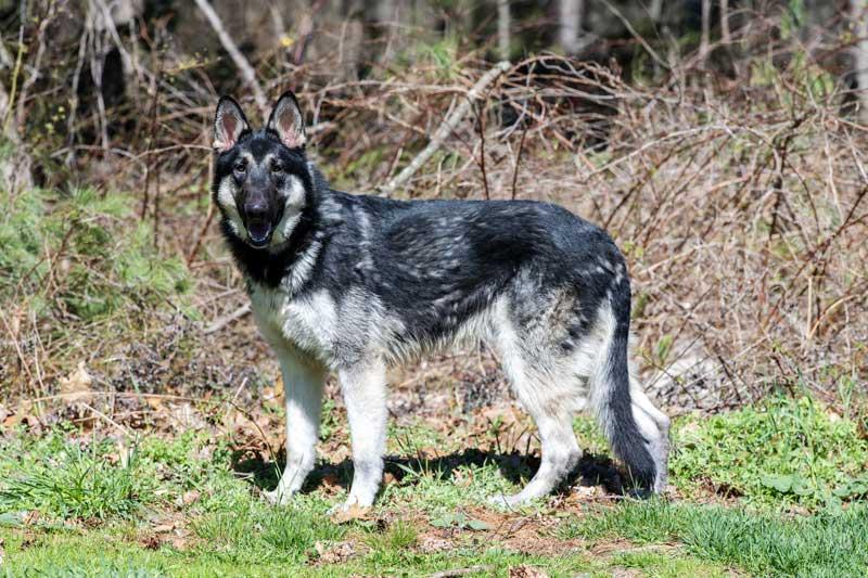 Enlarge Deke, a ADOPTABLE German Shepherd Dog in Wayland, MA image 4/4