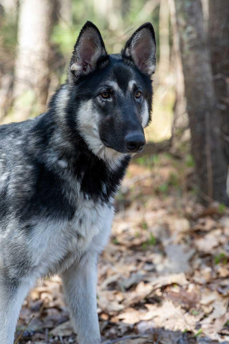 Enlarge Deke, a ADOPTABLE German Shepherd Dog in Wayland, MA image 2/4