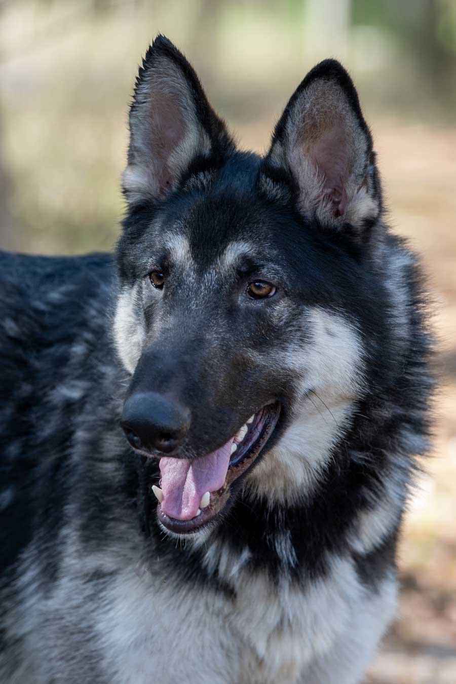 Deke, ADOPTABLE, Young Male German Shepherd Dog.