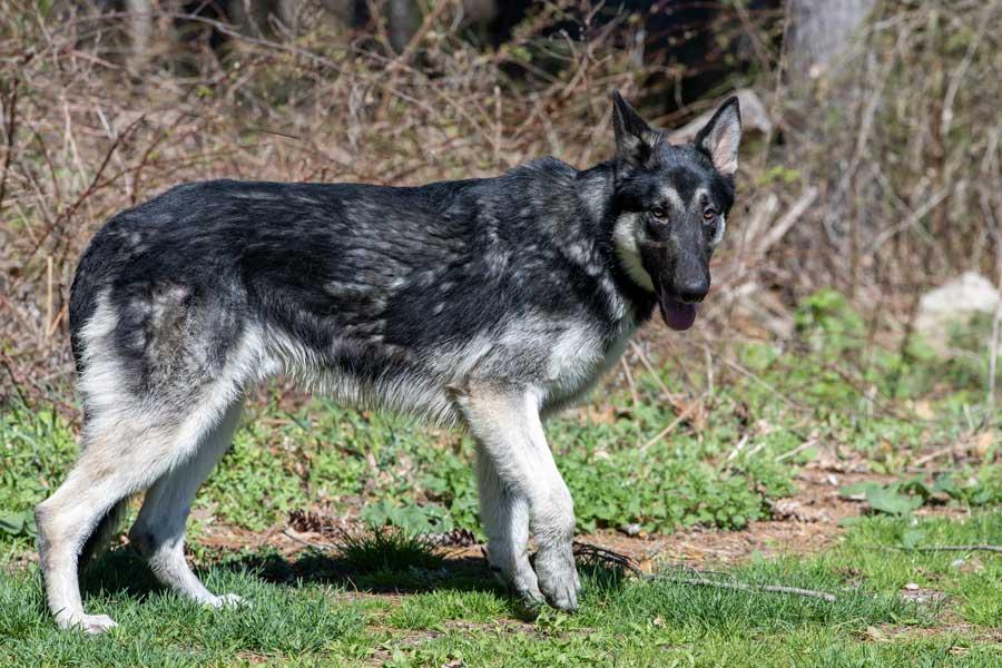 Enlarge Deke, a ADOPTABLE German Shepherd Dog in Wayland, MA image 3/4