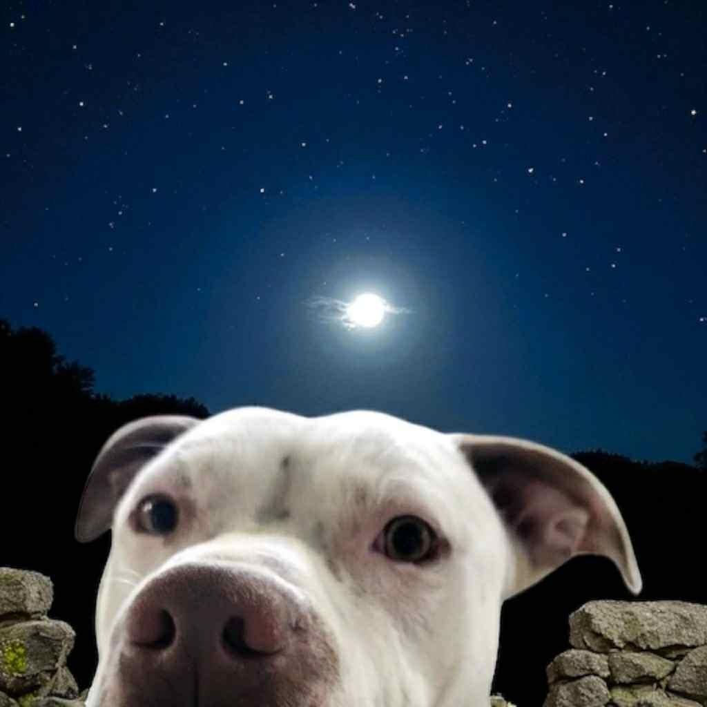 Enlarge Chaos, a Adoptable Mixed Breed in New Manchester, WV image 1/3