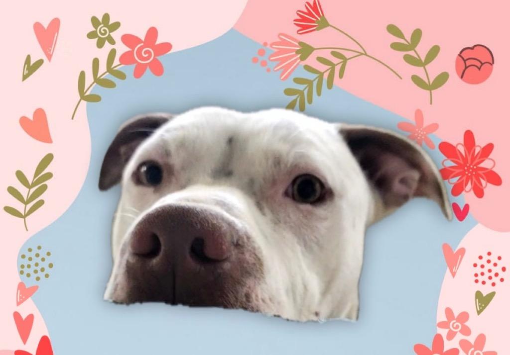 Enlarge Chaos, a Adoptable Mixed Breed in New Manchester, WV image 3/3