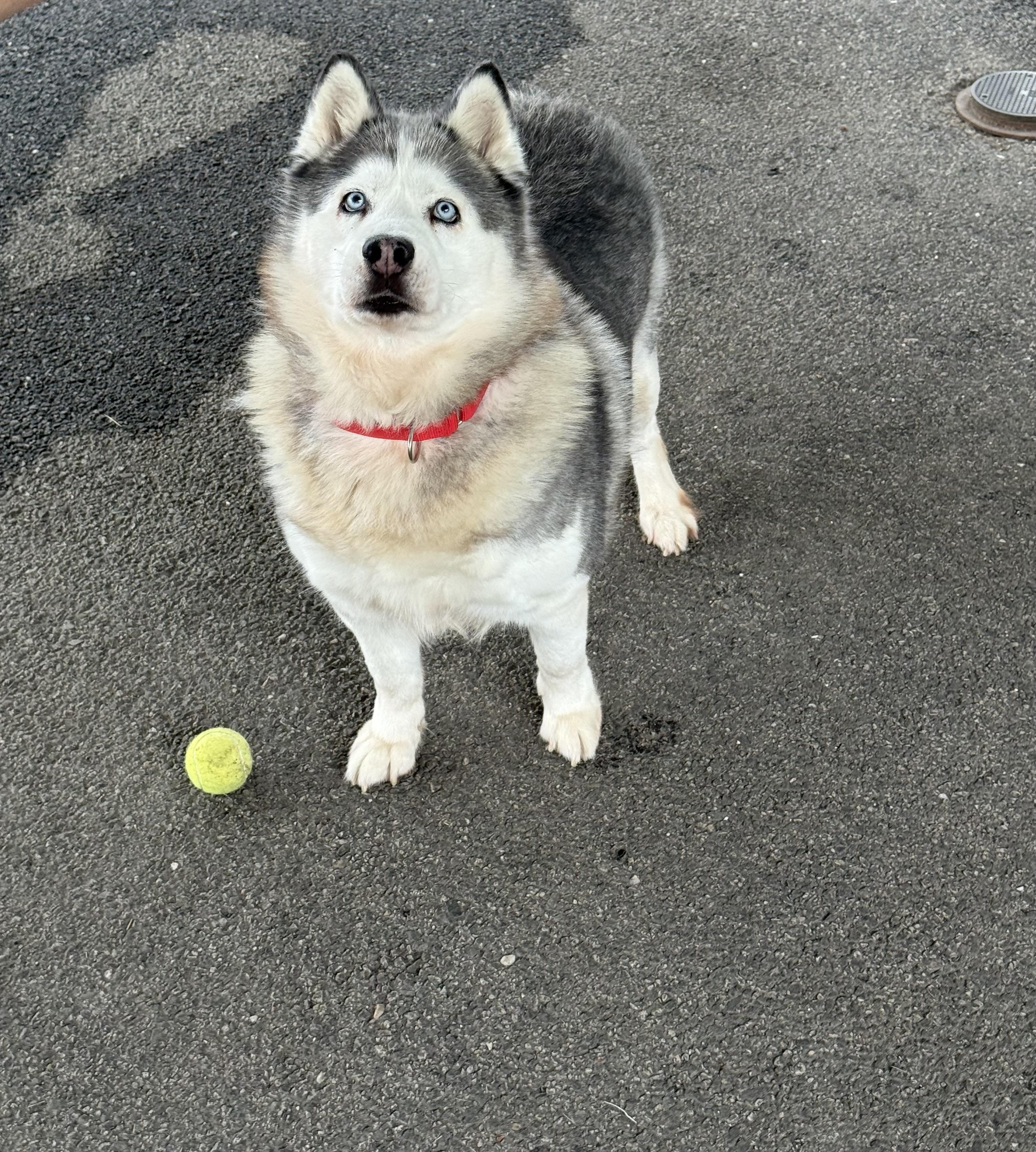 Bella