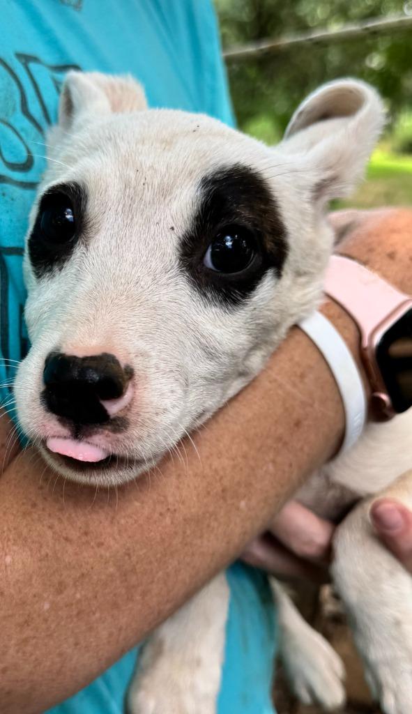Ink aka Noodle, Adopted, Puppy Female Pit Bull Terrier & Mixed Breed.