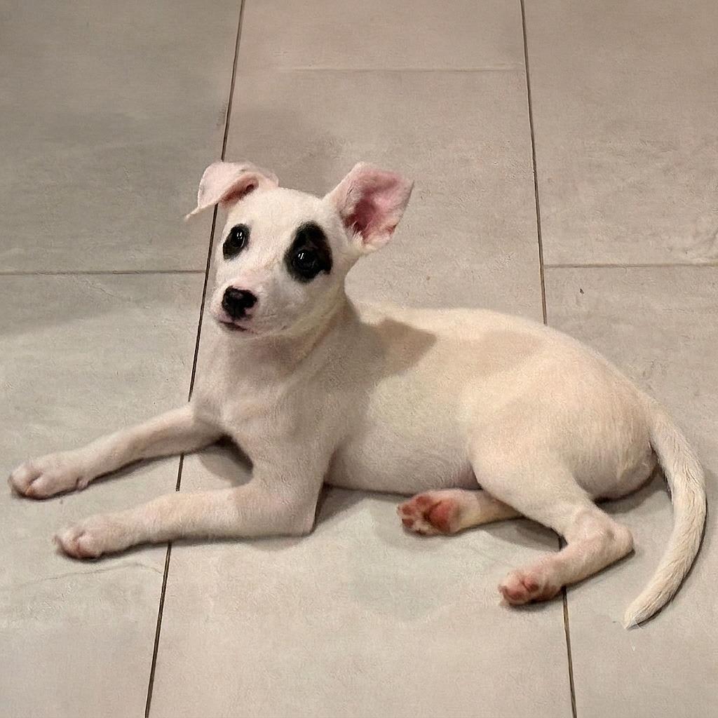 Enlarge Ink aka Noodle, a Adopted mixed breed in Little Rock, AR image 2/2