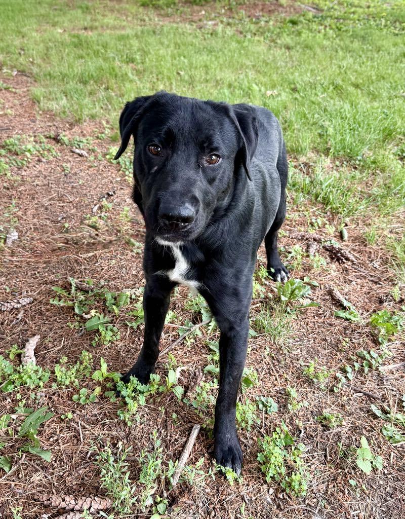Arthur (in a FOSTER home) 3