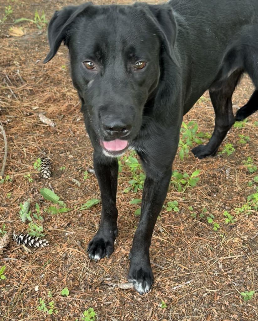 Arthur (in a FOSTER home)