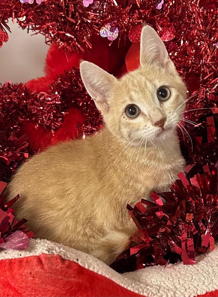 11/24/25 Brie, Adoptable, Kitten Female Domestic Short Hair.