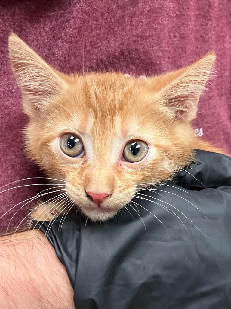 Pumpkin, Adoptable, Kitten Male Domestic Short Hair.
