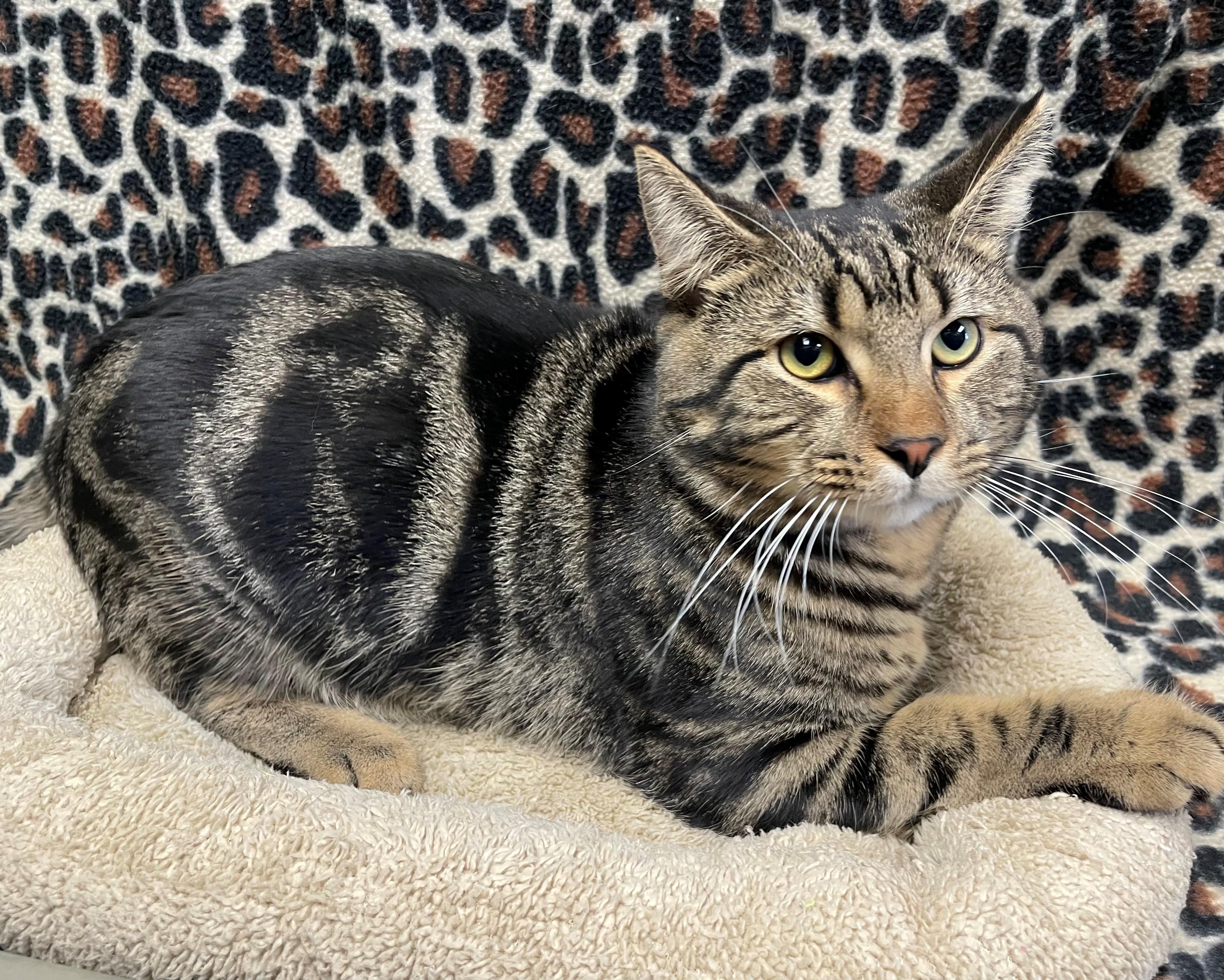 Slater, ADOPTABLE, Adult Male Domestic Short Hair.