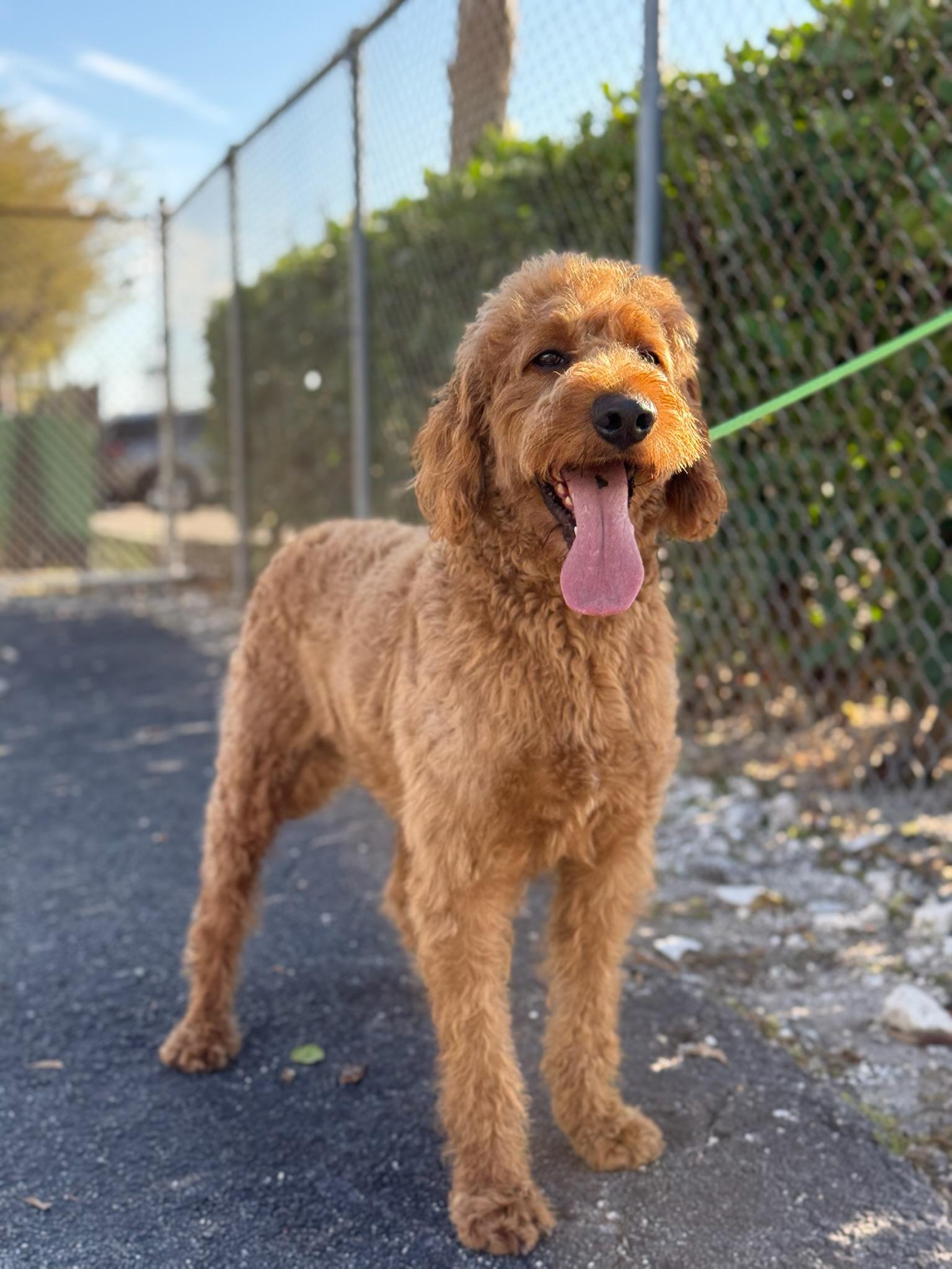 Pancho - TRAINED DOG , ADOPTABLE, Young Male Goldendoodle.