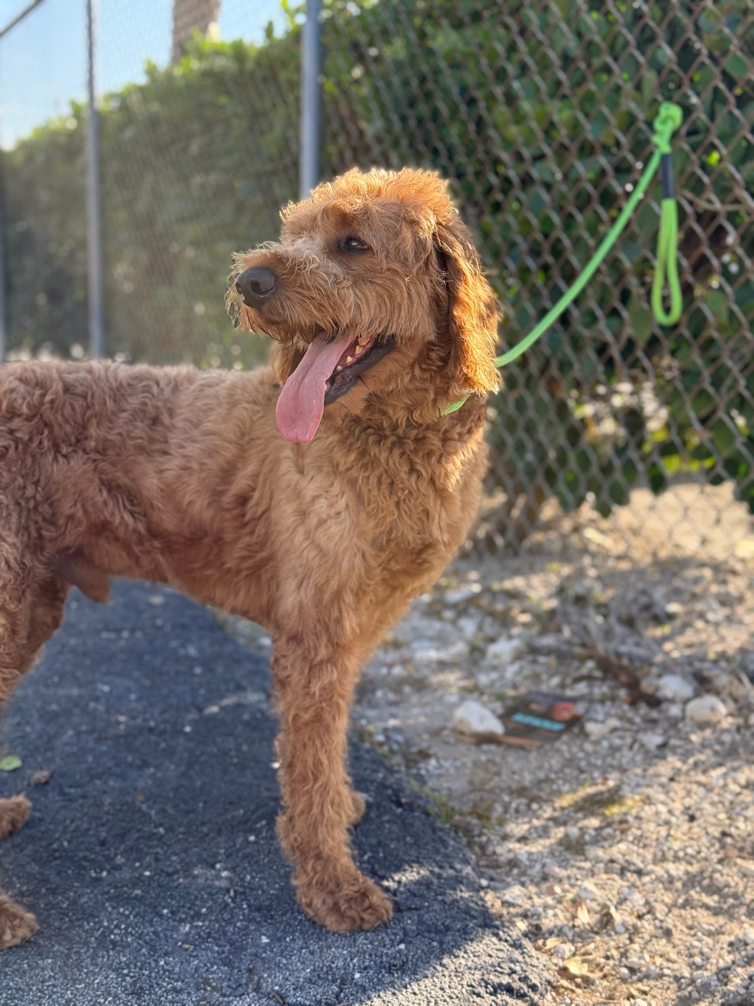 Enlarge Pancho - TRAINED DOG , a ADOPTABLE Goldendoodle in Miami, FL image 3/3