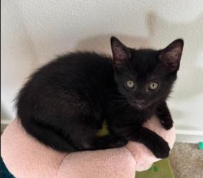 Fritz, ADOPTABLE, Kitten Male Domestic Short Hair.