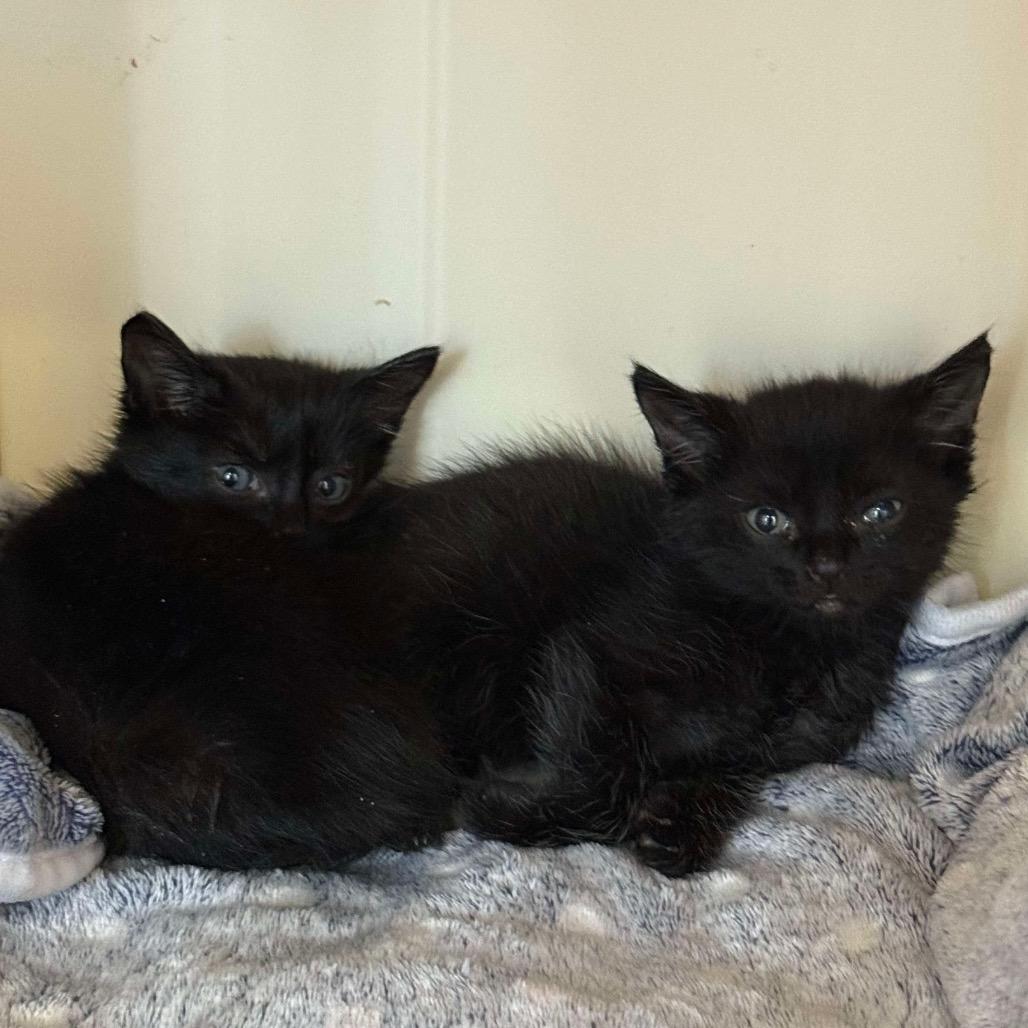 Mouse, a Adoptable Domestic Medium Hair in Port Richey, FL image 1/3