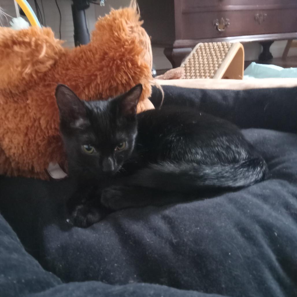 Mouse, a Adoptable Domestic Medium Hair in Port Richey, FL image 2/3