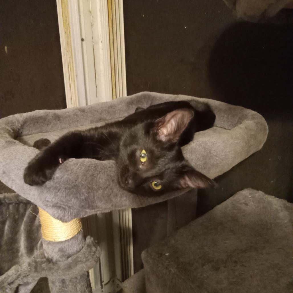 Mouse, a Adoptable Domestic Medium Hair in Port Richey, FL image 3/3