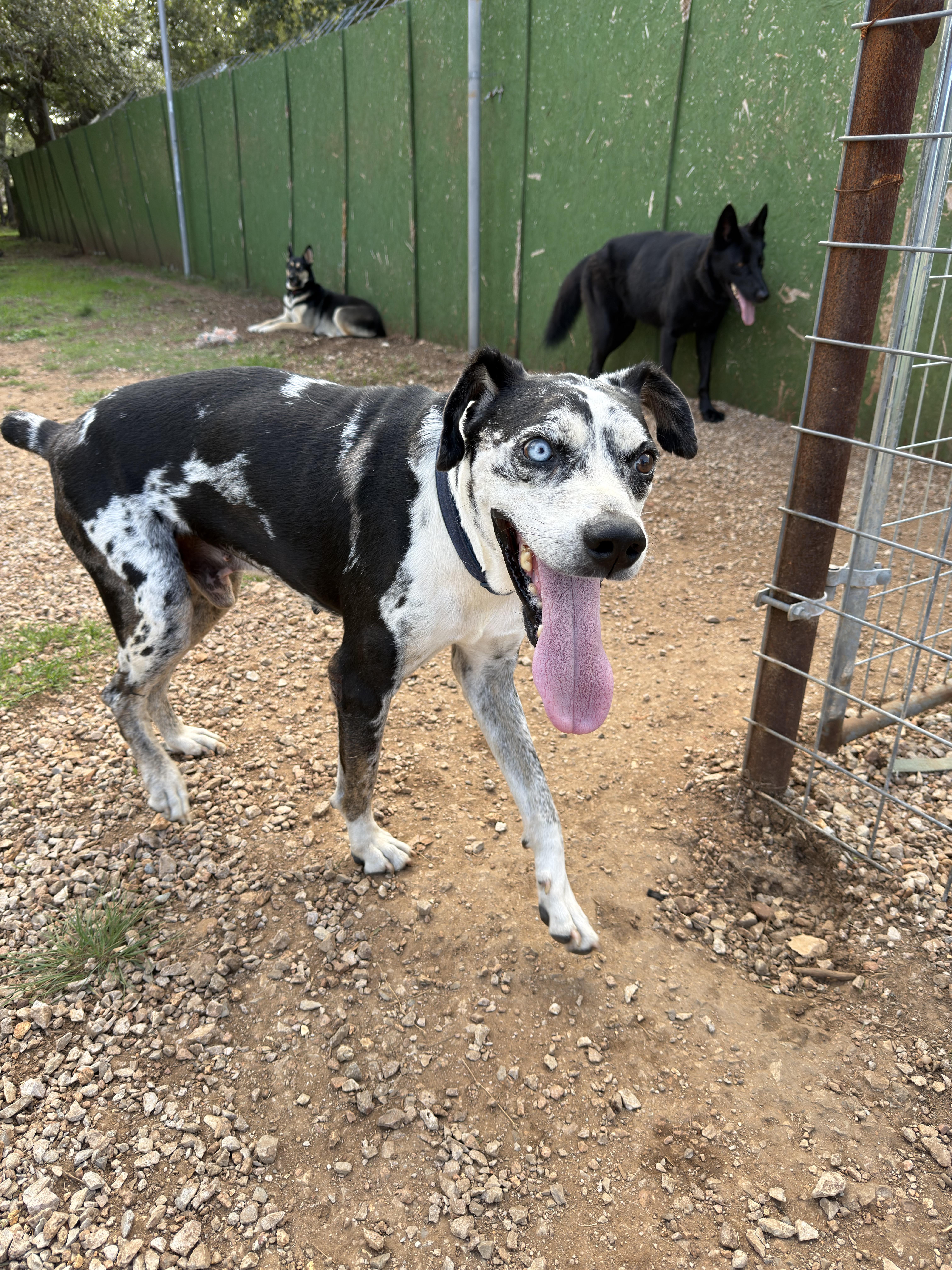 Enlarge Bowie, a Adoptable mixed breed in Marble Falls, TX image 3/3