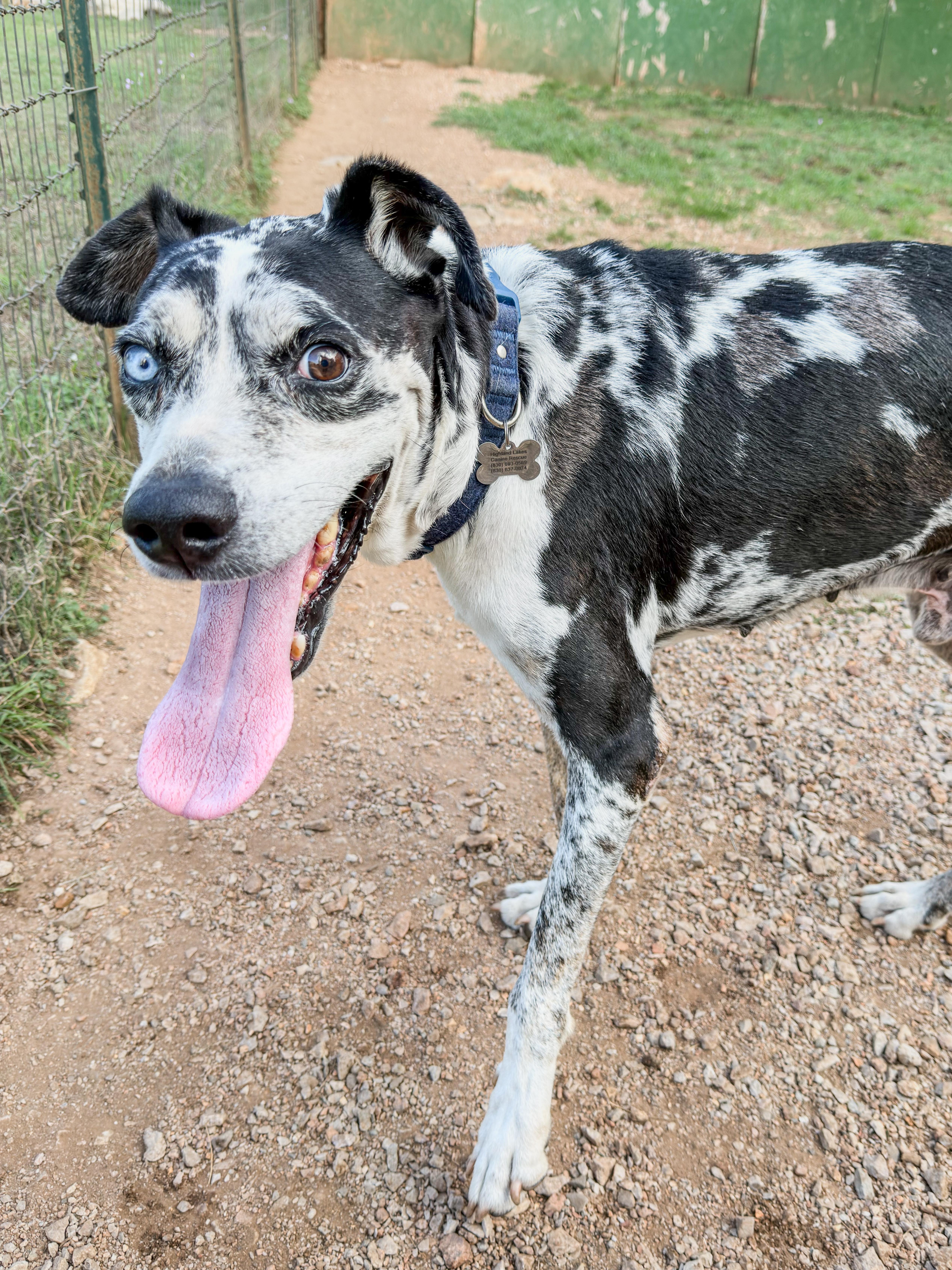 Enlarge Bowie, a Adoptable mixed breed in Marble Falls, TX image 2/3