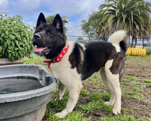 Enlarge Aries, a ADOPTABLE Akita in San Francisco, CA image 2/2