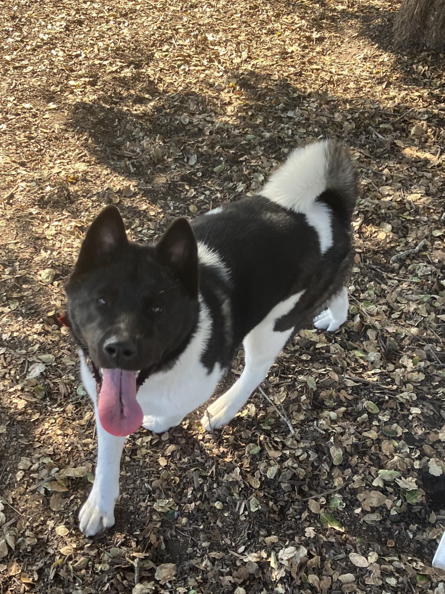 Aries, ADOPTABLE, Young Female Akita.