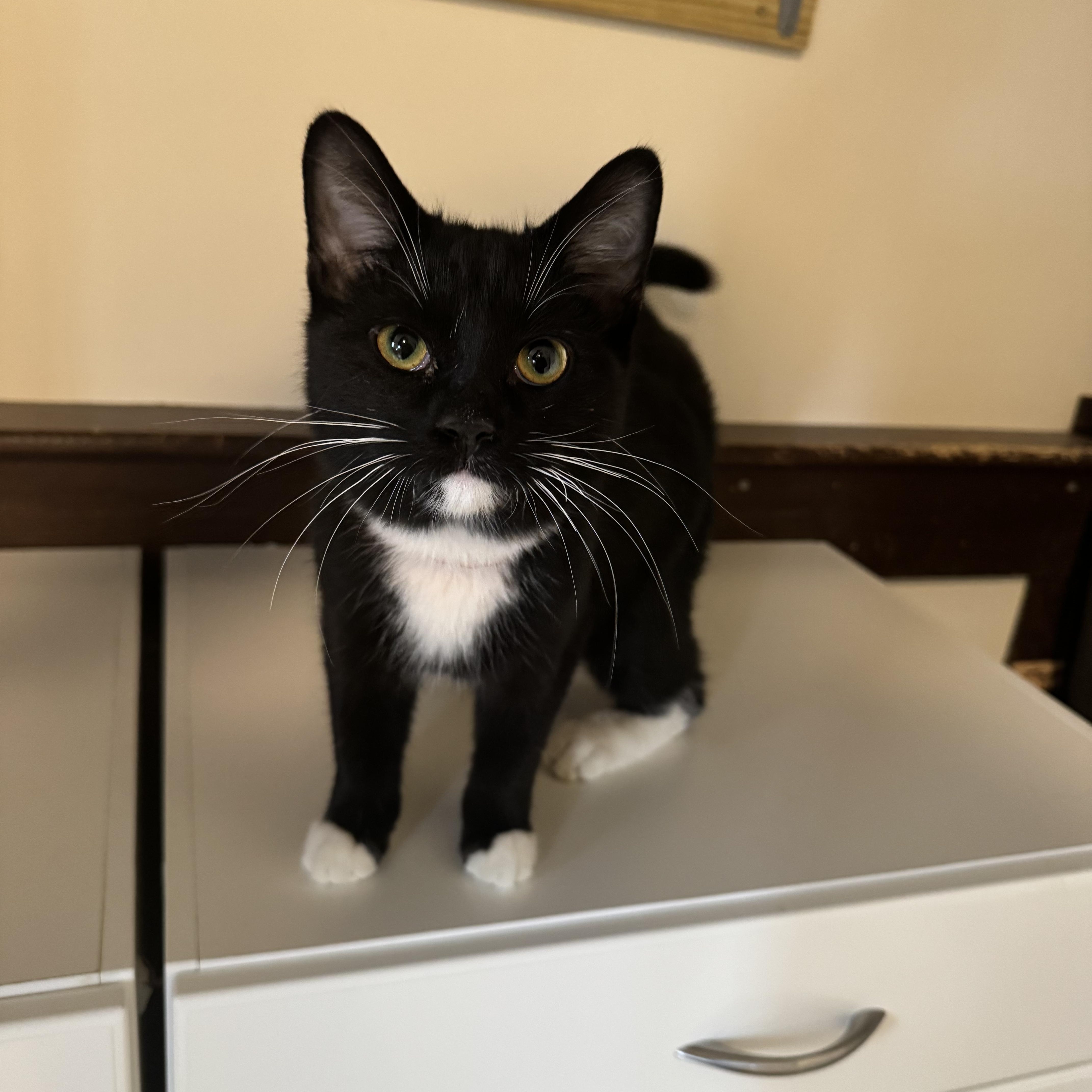 Enlarge Brooks , a ADOPTABLE Domestic Short Hair in Salem, OH image 1/1