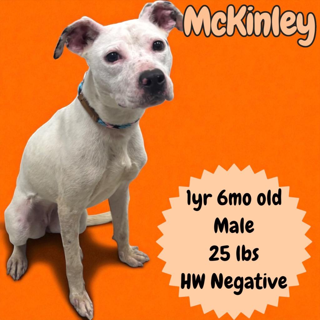 McKinley, Adopted, Young Female Pointer.