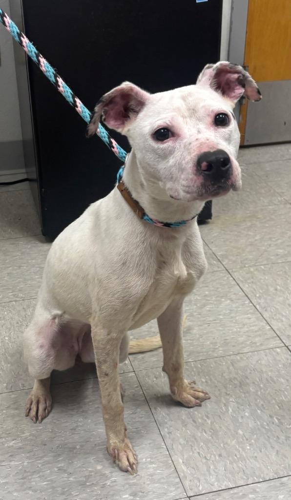 Enlarge McKinley, a Adopted Pointer in Sorrento, LA image 2/2
