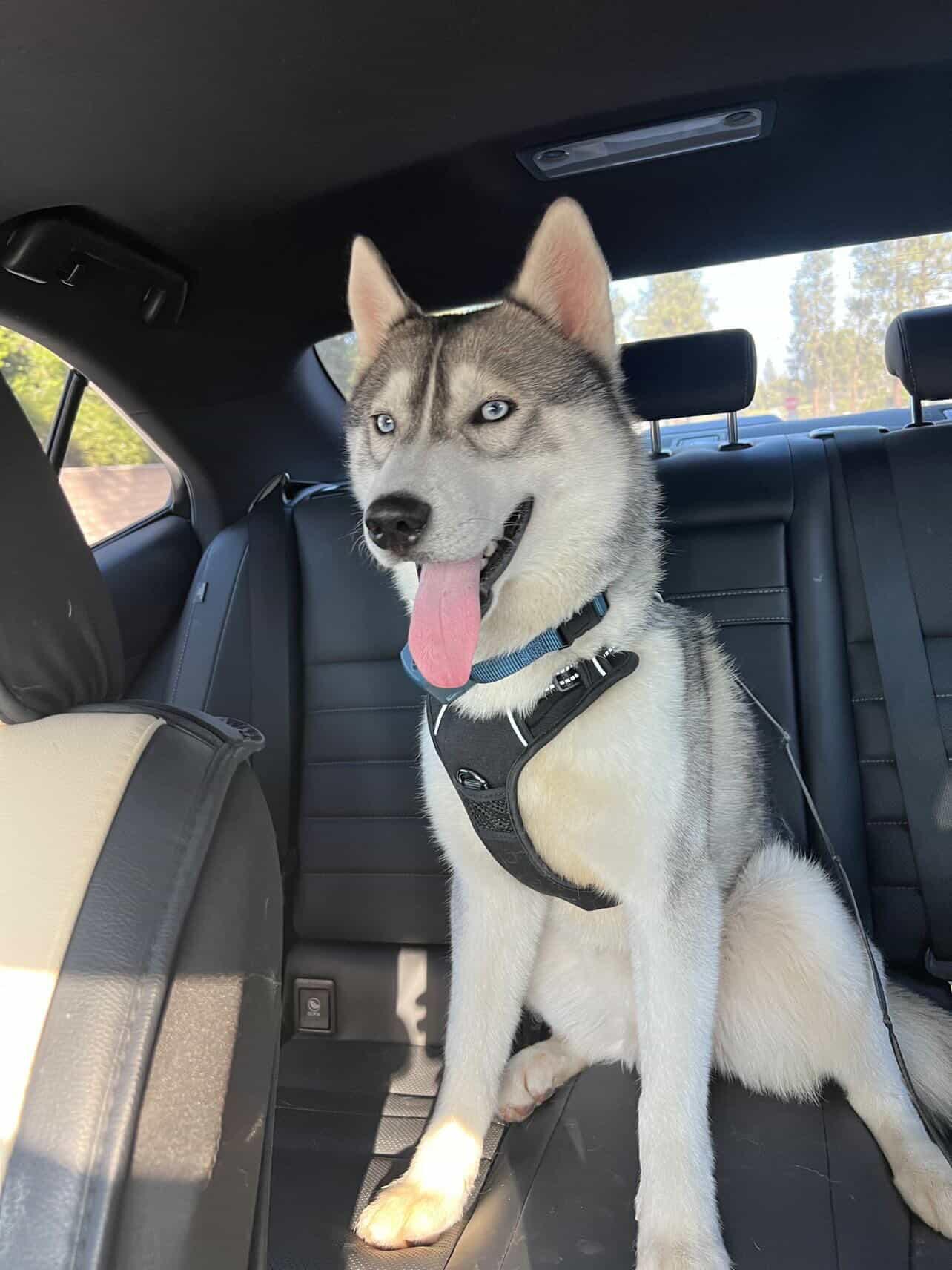 Vaylyn, ADOPTABLE, Young Male Klee Kai & Husky.