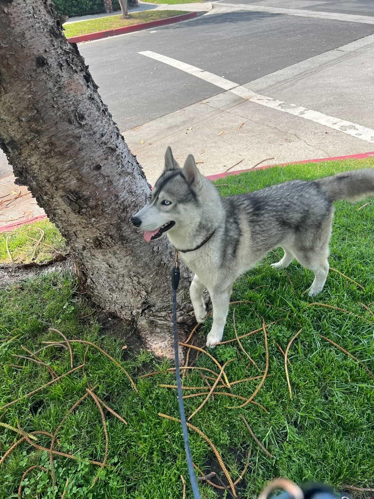 Enlarge Vaylyn, a ADOPTABLE mixed breed in West Hollywood, CA image 2/5