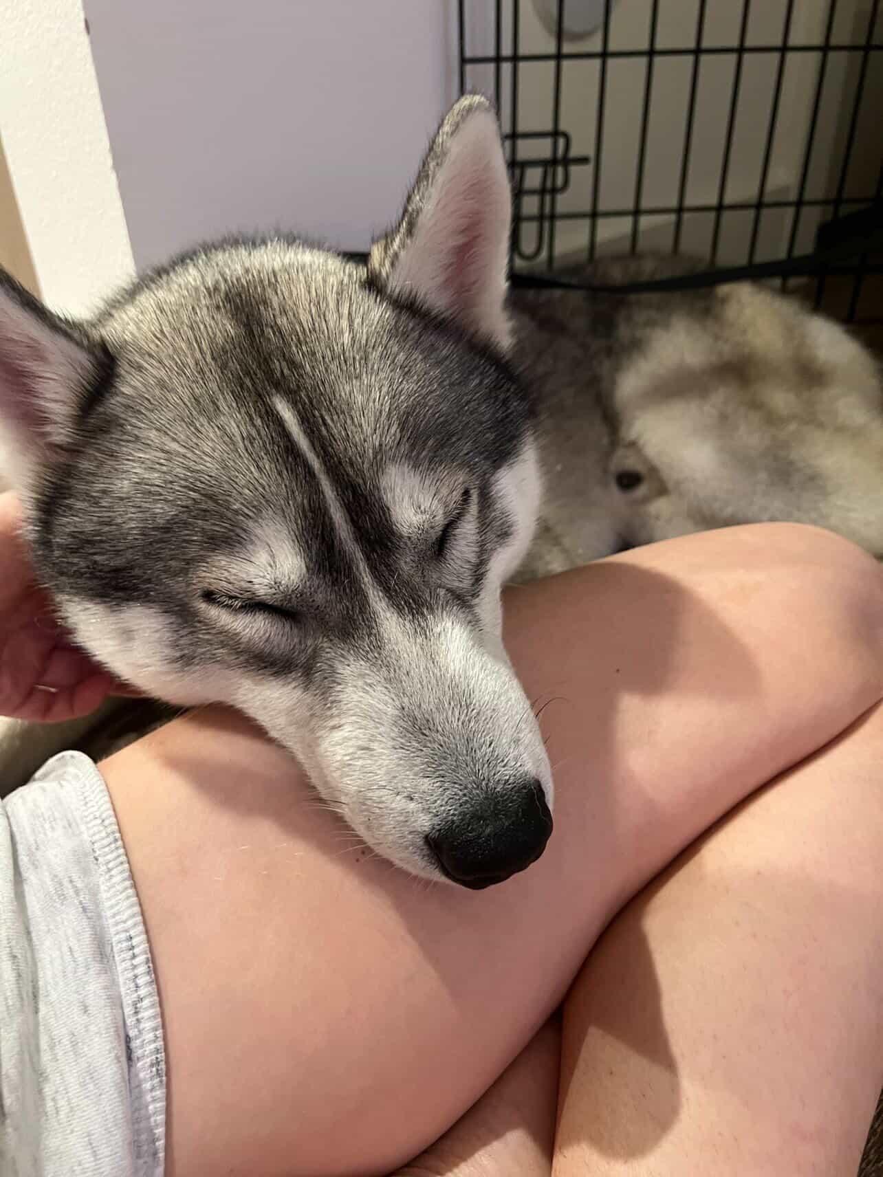 Enlarge Vaylyn, a ADOPTABLE mixed breed in West Hollywood, CA image 3/5