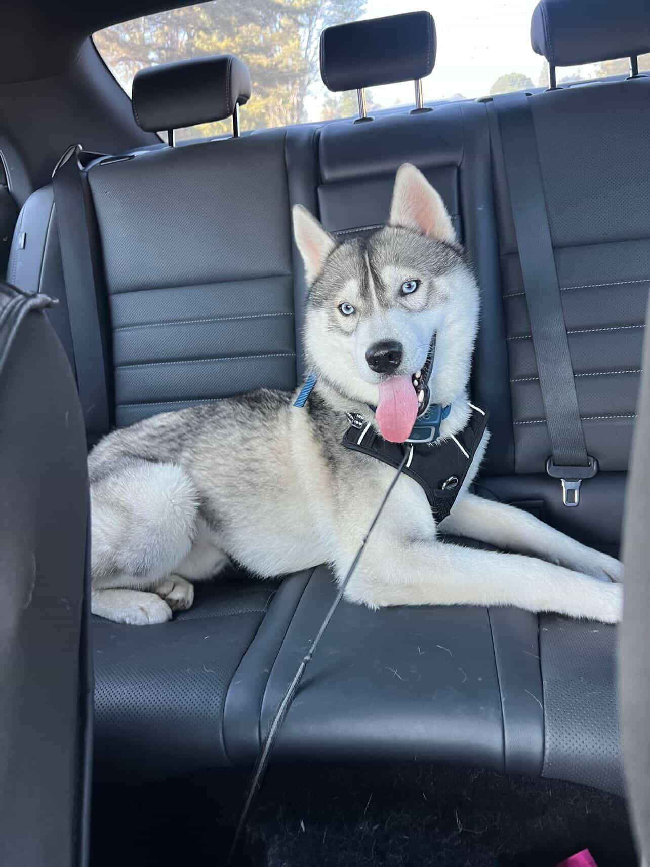 Enlarge Vaylyn, a ADOPTABLE mixed breed in West Hollywood, CA image 4/5