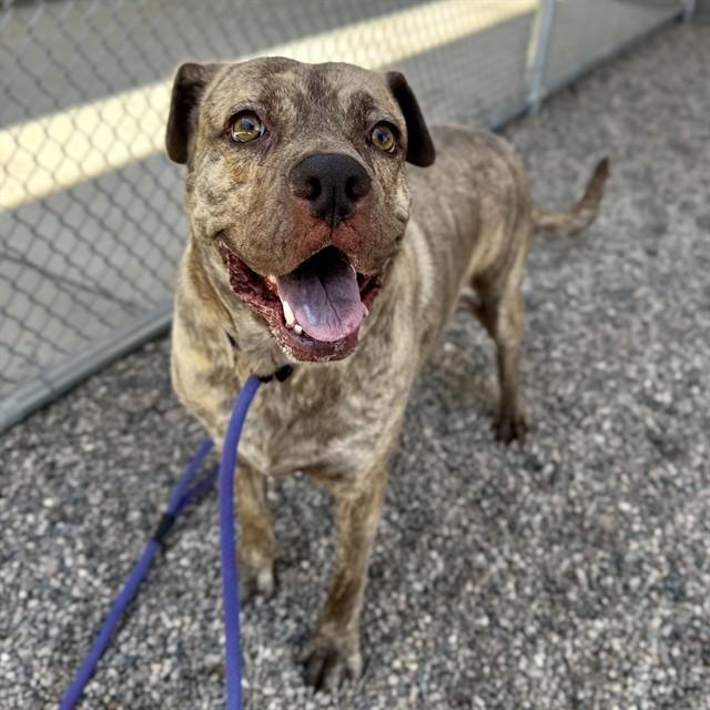 LU LU, Adoptable, Adult Female Mastiff.