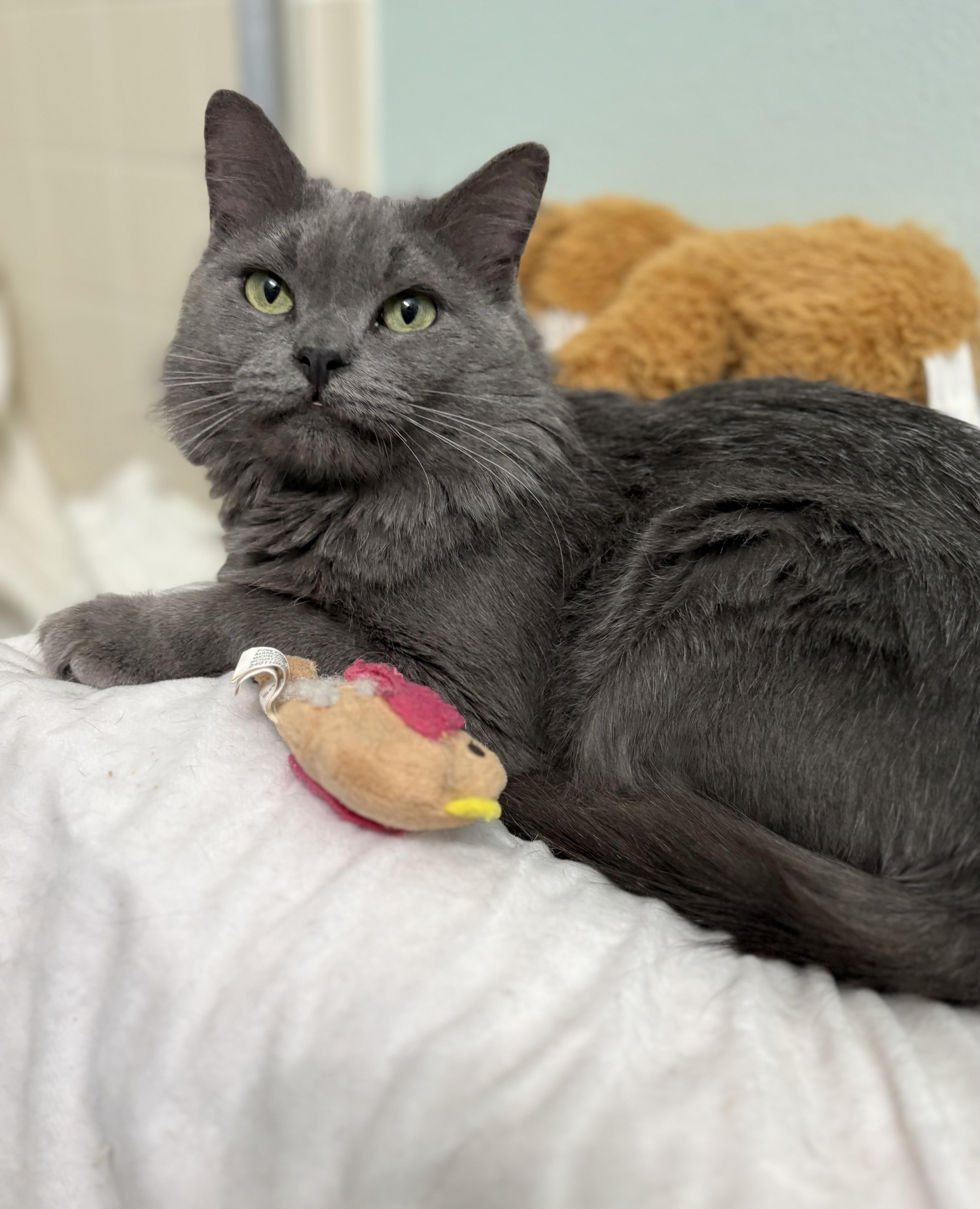 Milo, an adopted mixed breed in Brooksville, FL image 5/6