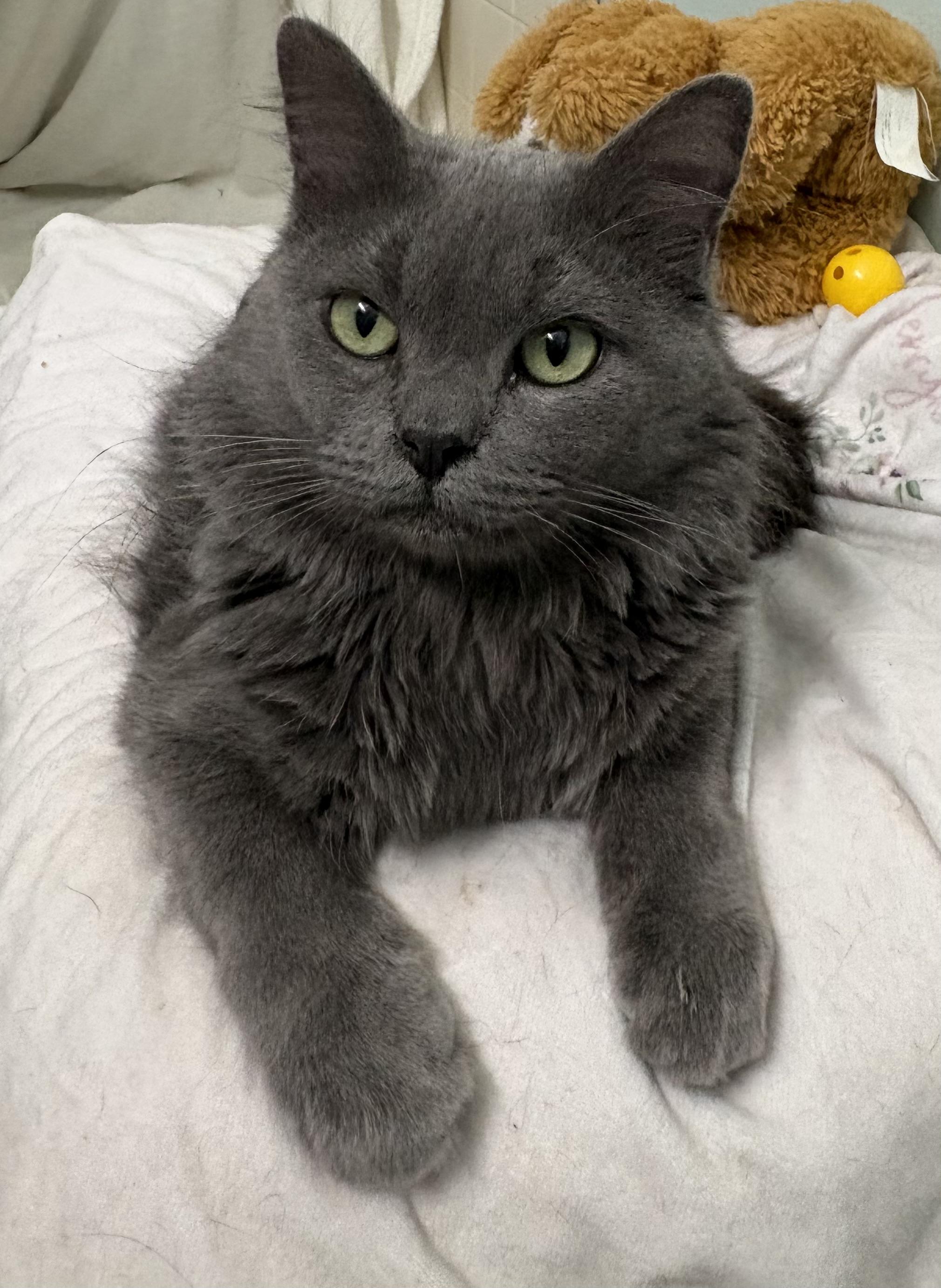 Milo, an adopted mixed breed in Brooksville, FL image 3/6