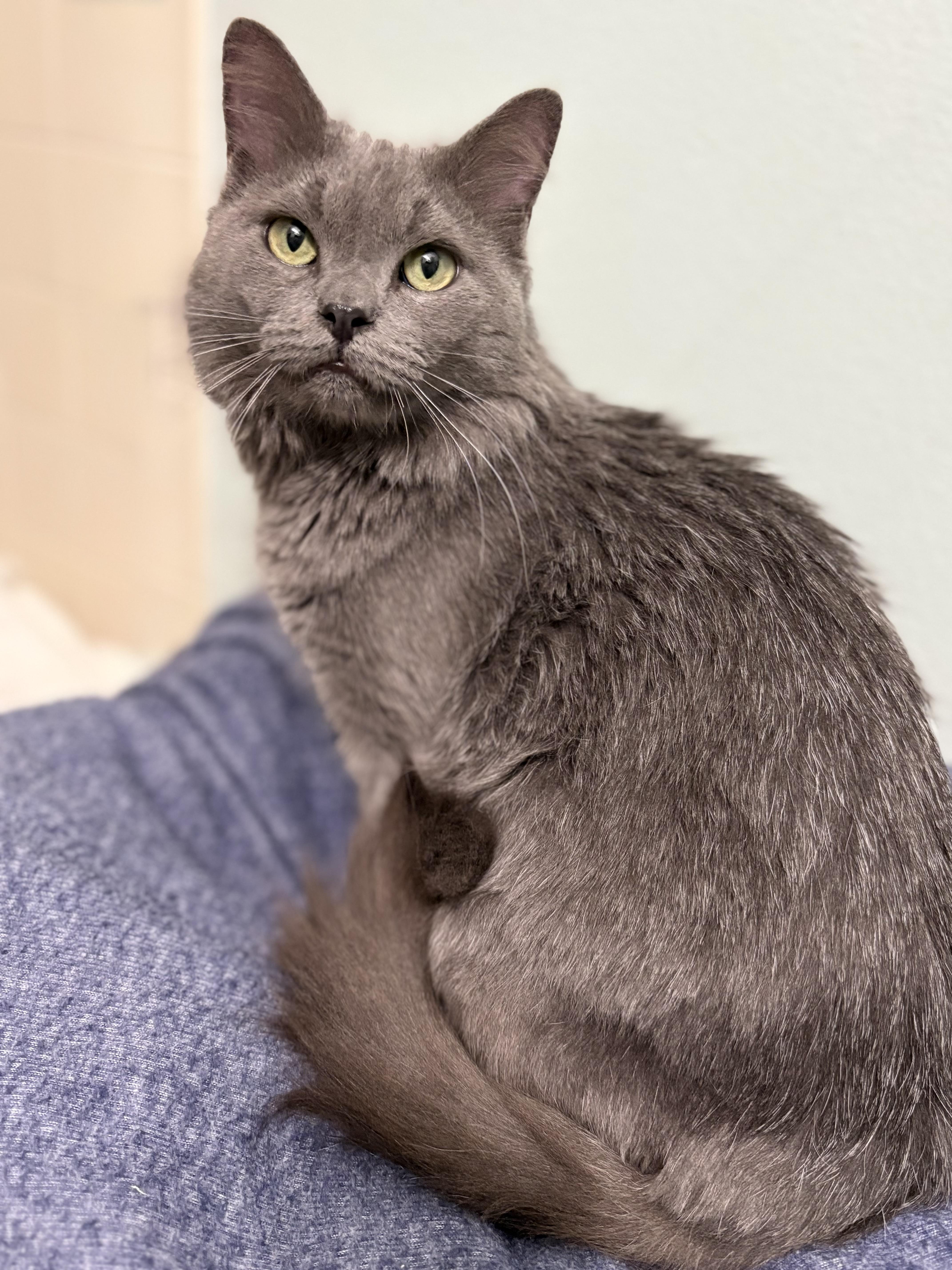 Milo, an adopted mixed breed in Brooksville, FL image 2/6