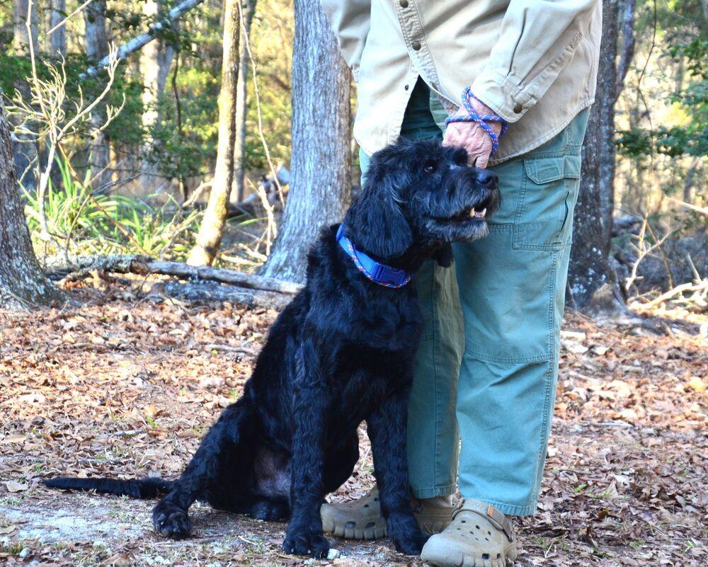 Enlarge Duane, a Adoptable mixed breed in Willingboro, NJ image 1/6