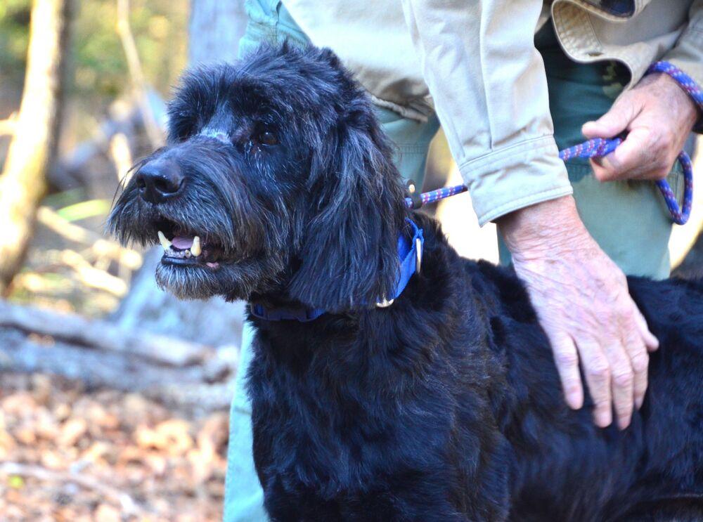 Enlarge Duane, a Adoptable mixed breed in Willingboro, NJ image 2/6
