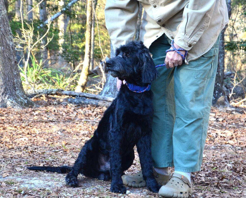Enlarge Duane, a Adoptable mixed breed in Willingboro, NJ image 3/6