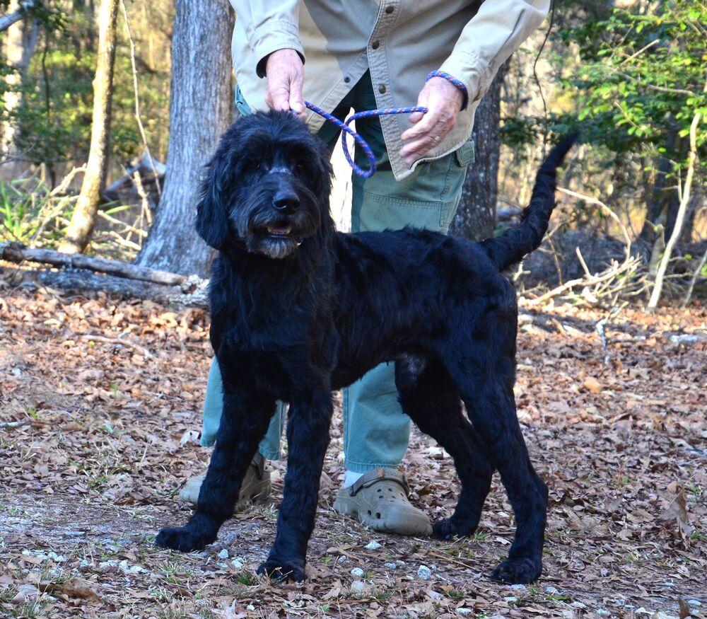 Enlarge Duane, a Adoptable mixed breed in Willingboro, NJ image 4/6
