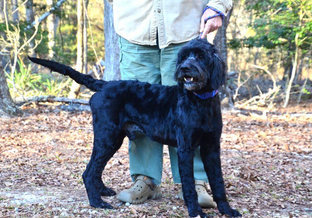 Enlarge Duane, a Adoptable mixed breed in Willingboro, NJ image 5/6