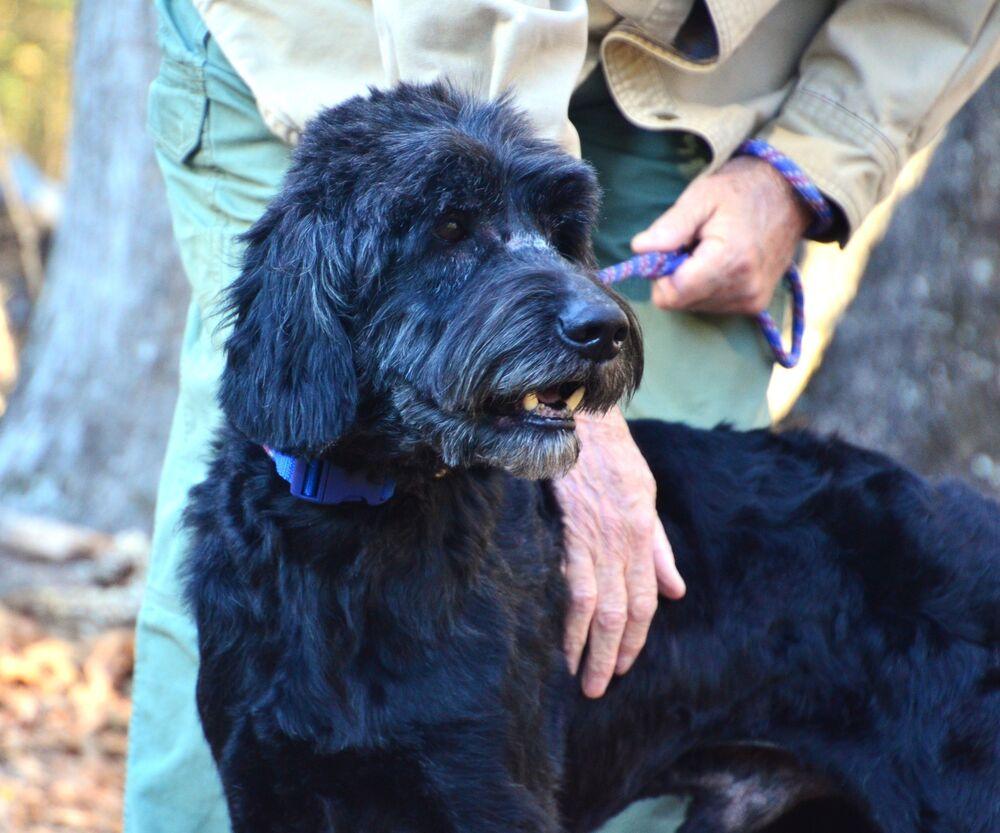 Enlarge Duane, a Adoptable mixed breed in Willingboro, NJ image 6/6